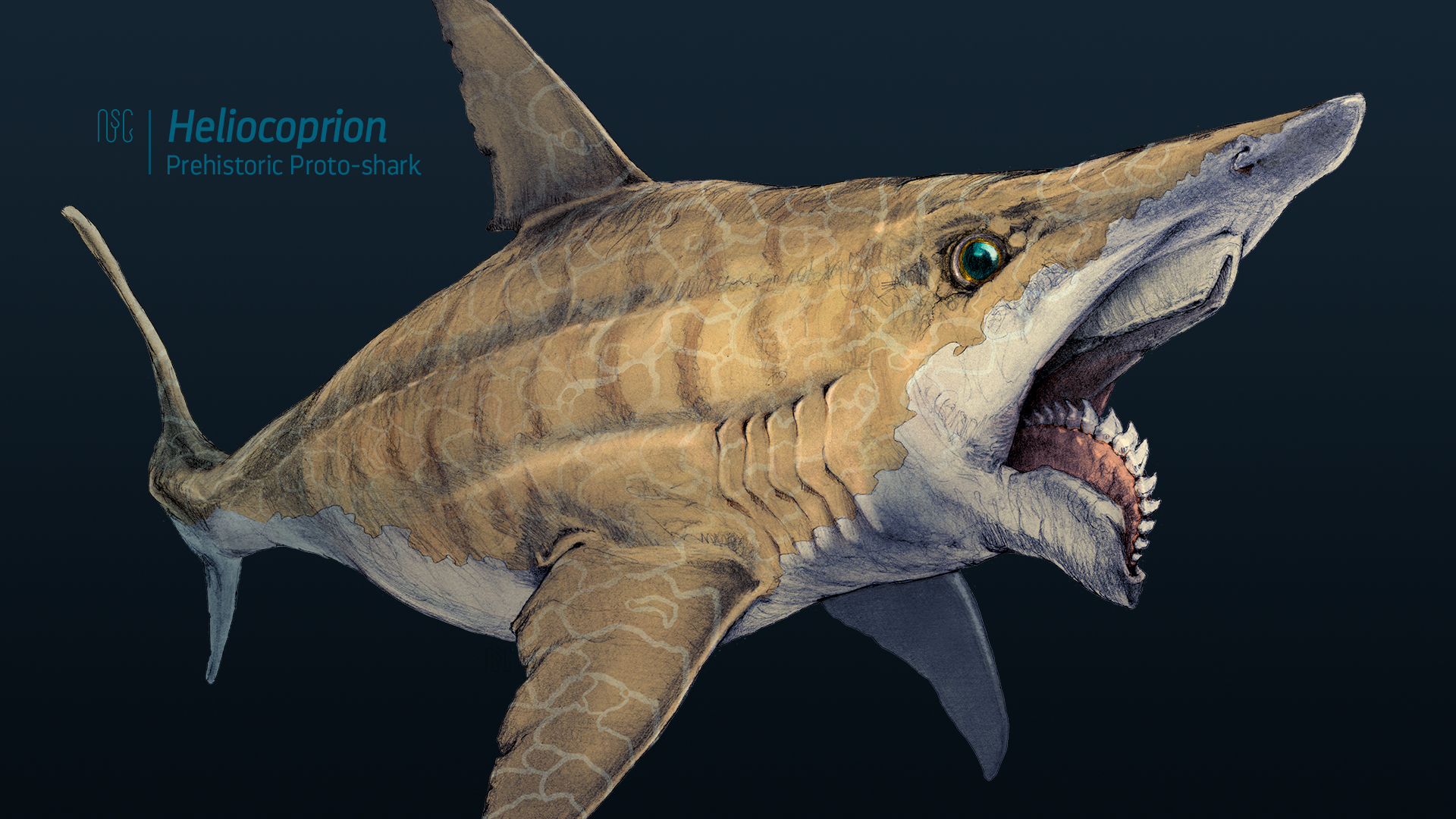 featured image two:Prehistoric Proto-Sharks